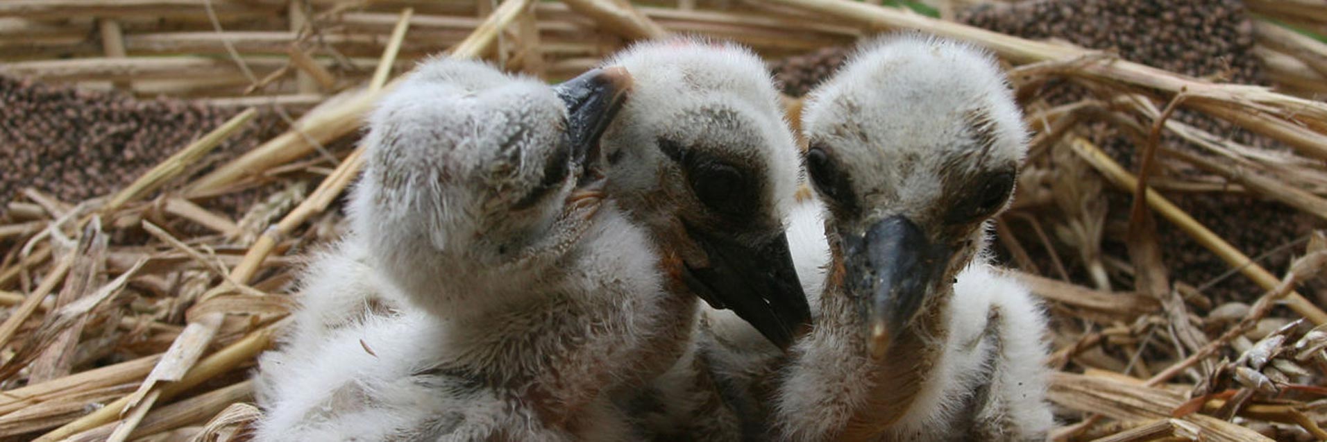 Vogelschutzwarte Storchenhof Loburg • Pflege, Aufzucht und Auswilderung von Weißstörchen