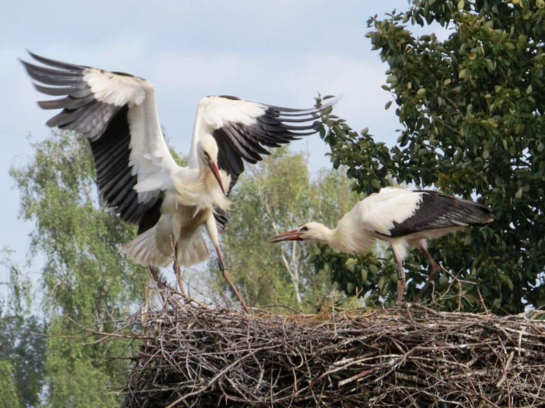 zwei Weißstörche im Horst, einer mit ausgebreiteten Flügeln in Angriffshaltung, einer in geduckter Abwehrhaltung