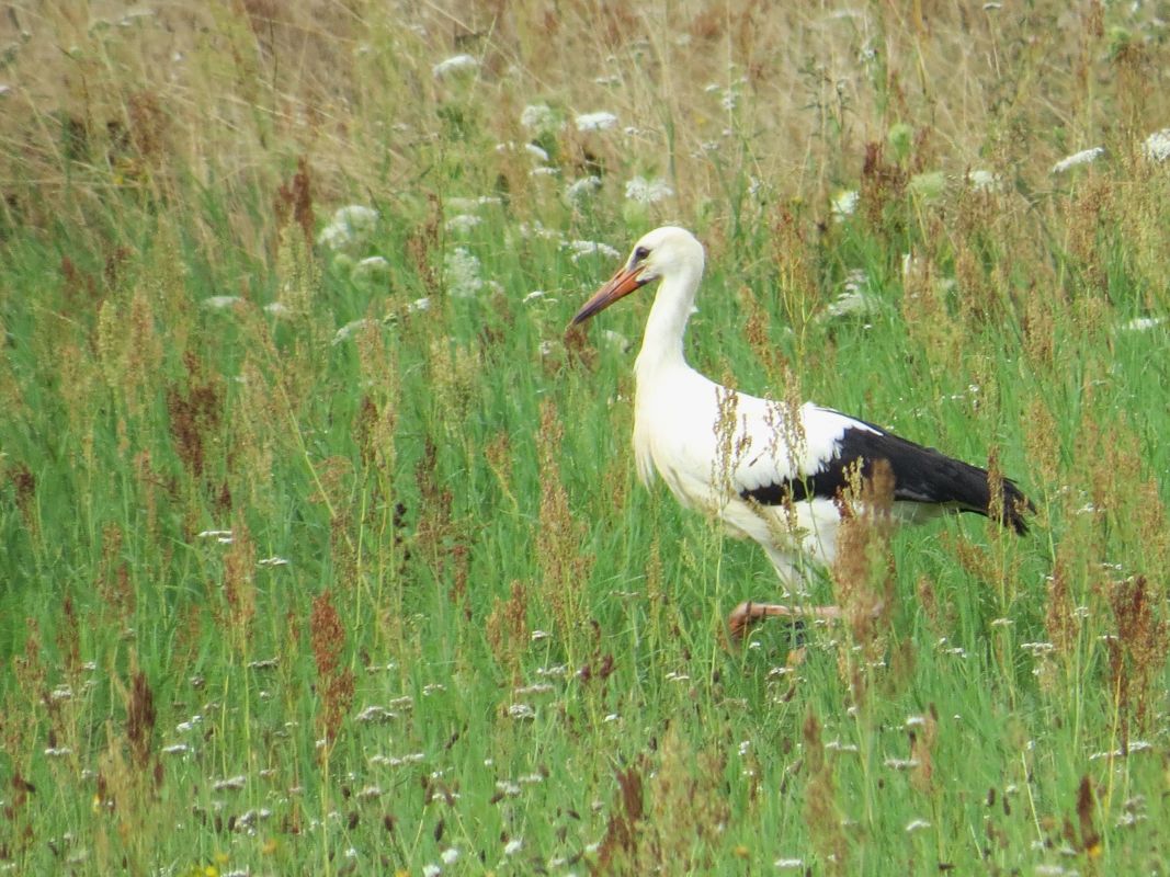 Der Storch braucht ein wenig Zeit, ehe er sich der Gruppe anschließt.  Foto: Evelyn Boht
