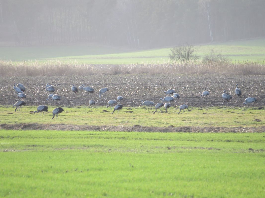 Die Kranichgruppe hat Karen sofort erfolgreich aufgenommen.