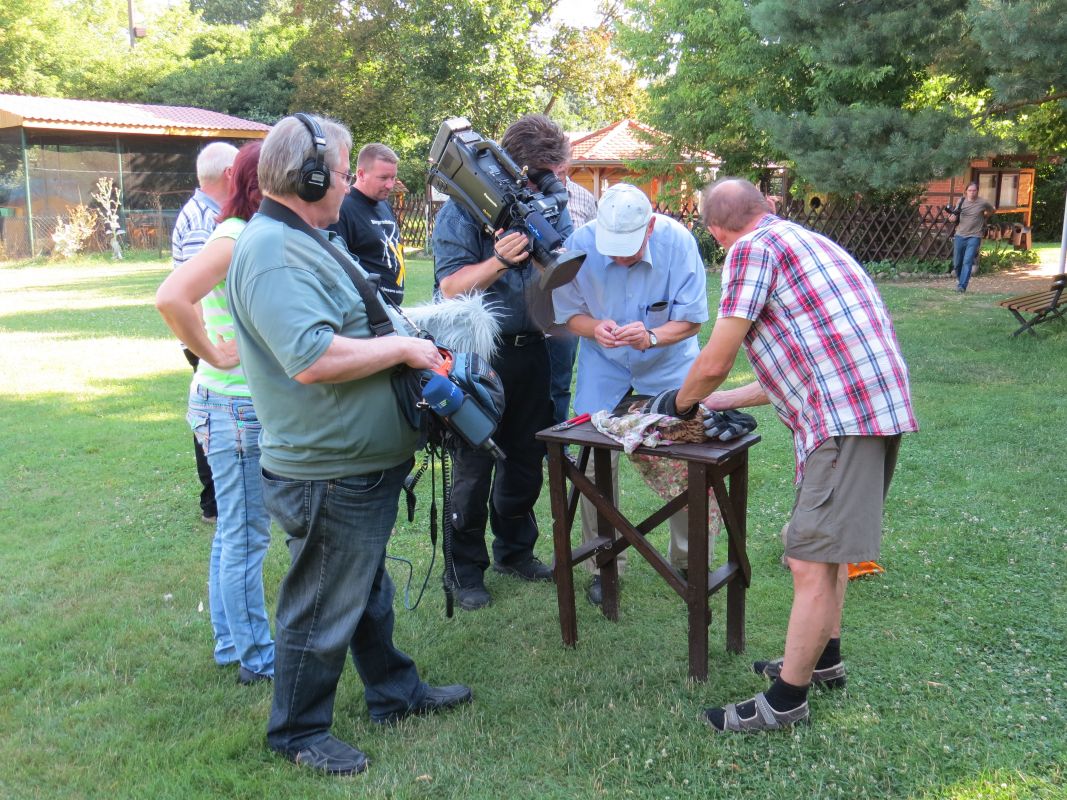 Auswilderung des Rotmilans "William"  – MDR-Beitrag