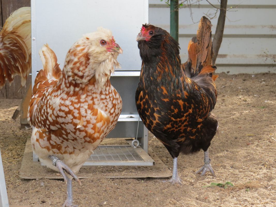Zahlreiche stattliche Hühner und Hähne nahmen an der Vereinsschau in Loburg teil. Foto: Evelyn Boht