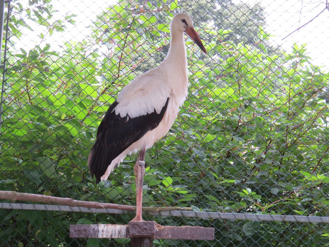 Einer der Störche auf dem Storchenhof, der noch gepflegt wird, um bald in den Süden zu starten.  Foto: Evelyn Boht
