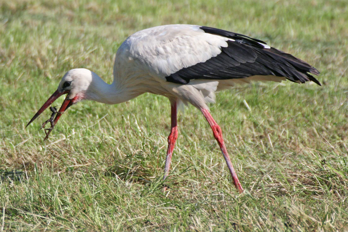 Weißstorch auf Wiese mit Frosch in Schnabel